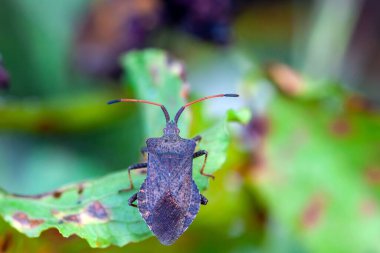 Dock böceği, Coreus marginatus, eski bir yaprak üzerinde