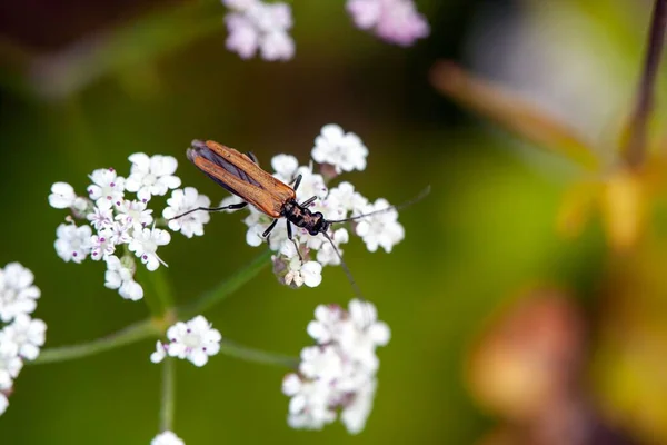 Bug Especie Oedemera Femorata Sobre Una Flor —  Fotos de Stock