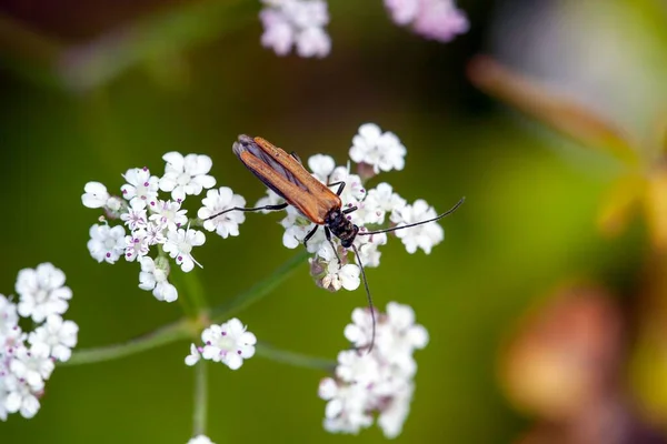 Bug Especie Oedemera Femorata Sobre Una Flor —  Fotos de Stock