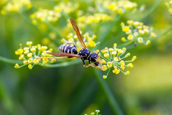 stock image European paper wasp, Polistes dominula, on a flower