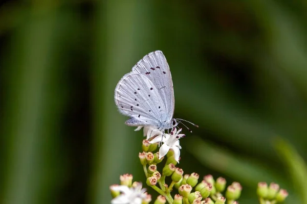 Μια Μπλε Πεταλούδα Celastrina Argiolus Ένα Λουλούδι — Φωτογραφία Αρχείου