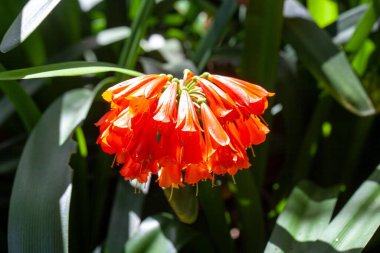 Yeşil uçlu orman zambağı çiçekleri, Clivia nobilis