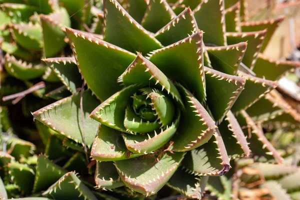 Una Planta Aloe Escombros Aloe Perfoliata —  Fotos de Stock