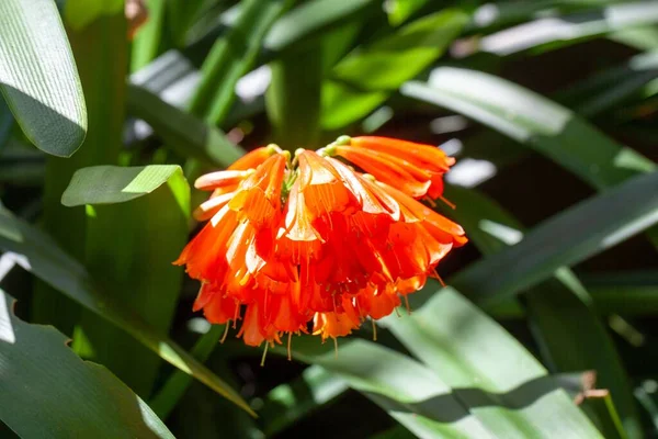 Λουλούδια Ενός Πράσινου Κρίνου Της Κλίβια Νομπίλης — Φωτογραφία Αρχείου