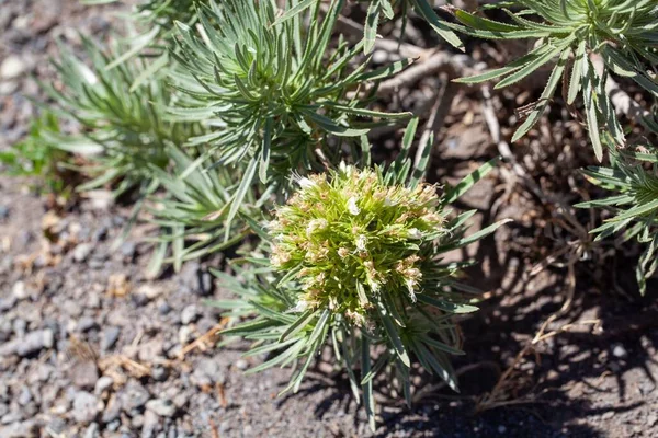 Kanarya Adaları 'nda endemik bir tür olan Echium aculeatum' un infloresansı. 