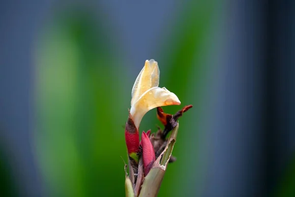 Kwiat Imbiru Gatunku Alpinia Luteocarpa — Zdjęcie stockowe