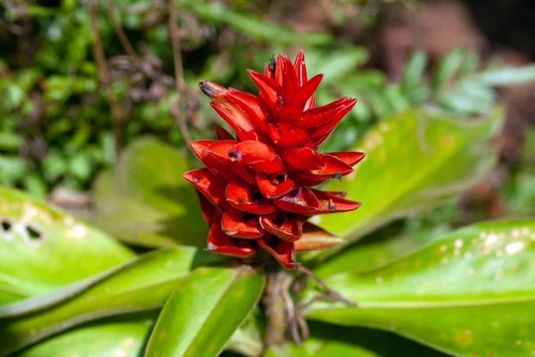 Flowers Spiral Ginger Species Costus Osae — Stock Photo, Image