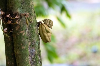 Bir Vietnam ağacının meyvesi, Cynometra cauliflora, yemek olarak ve geleneksel tıp için bir malzeme olarak kullanılır.