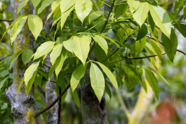 Para kauçuk ağacının yaprakları, Hevea brasiliensis