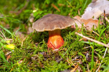 Kırmızı çatlayan bir bolete, Xerocomellus chrysenteron, orman zemininde yosunlu. 