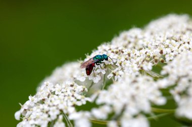 Yakut kuyruklu eşekarısı, Krisis ignita, bir çiçeğin üzerinde. 