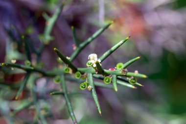 Colletia spinosissima fundalığı, Güney Amerikalı bir tür.. 