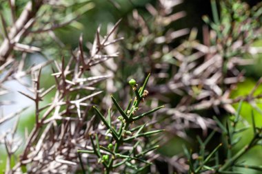 Colletia spinosissima fundalığı, Güney Amerikalı bir tür.. 