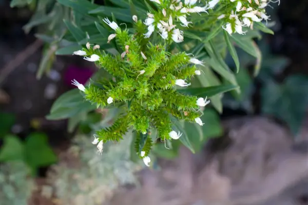加那利群岛的一种特有物种 爱琴海灌木的开花 — 图库照片