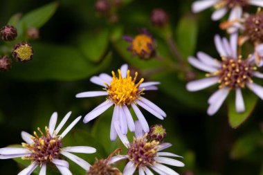 Kaba bir yüzey makinesinin çiçekleri, Aster Ageratoides
