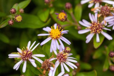Kaba bir yüzey makinesinin çiçekleri, Aster Ageratoides
