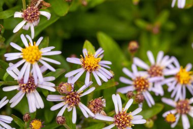 Kaba bir yüzey makinesinin çiçekleri, Aster Ageratoides