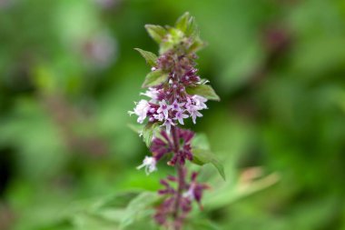 Naneli türlerin çiçekleri Mentha x verticillata