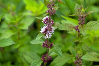 Naneli türlerin çiçekleri Mentha x verticillata