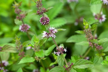 Naneli türlerin çiçekleri Mentha x verticillata