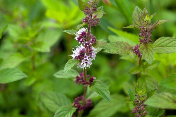Цветки мяты Mentha x verticillata