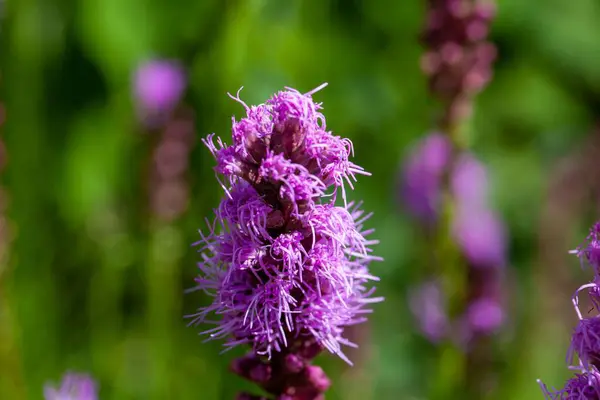 Noktalı parlayan yıldız Liatris punctata 'nın enfeksiyonu