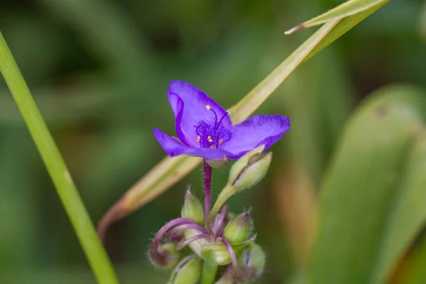Kwiat Dziurawca Zwyczajnego Tradescantia Ohiensis — Zdjęcie stockowe