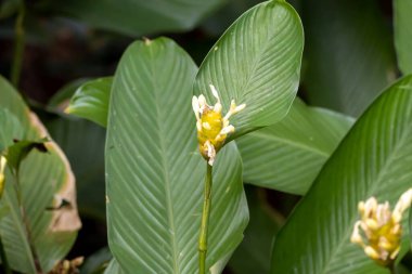 Goeppertia türünün çiçeği Goeppertia marantifolia