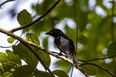 Bir karga gagalı drongo, Dicrurus annectens, bir ağaçta. 