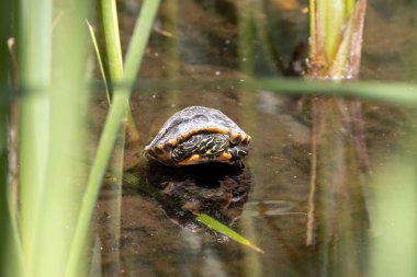 A young coastal plain cooter, Pseudemys floridana, on a branch in a lake. 