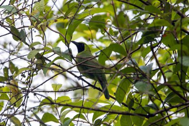 Daha az yeşil bir yaprak kuşu, kloropsis siyanopogon, bir ağaçta saklı.. 