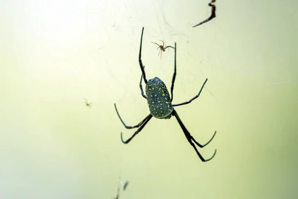 Egy Batik Arany Pókháló Nephila Antipodiana Neten — Stock Fotó