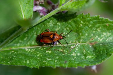 Ruber mirid böceği, Deraeocoris ruber, bir bitkinin üzerinde. 