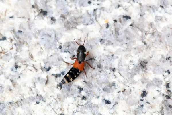 A rove beetle, Platydracus stercorarius, on a stone surface.