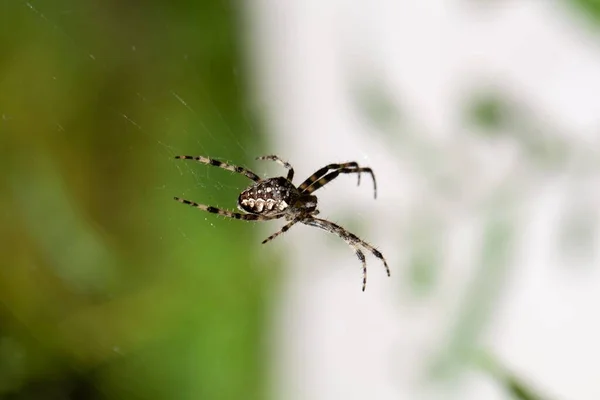 Evropský Zahradní Pavouk Araneus Diadematus Síti — Stock fotografie