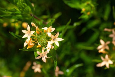 Büyük çiçekli bir kollomi çiçeği, Kollomia grandiflora