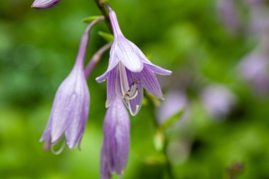 Hosta lancifolia türünün çiçekleri