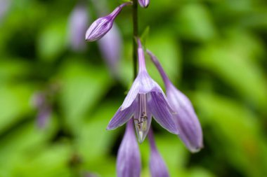 Hosta lancifolia türünün çiçekleri