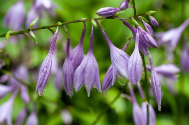 Hosta lancifolia türünün çiçekleri
