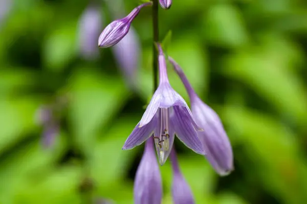 Kwiaty Gatunku Hosta Lancifolia — Zdjęcie stockowe