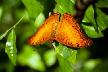 Malay kruvazörü, Vindula dejone, bir bitki üzerinde. 