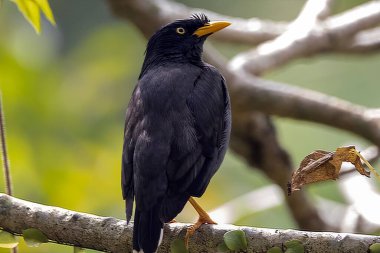 Javan Myna, Acridotheres Javanicus, bir dalda