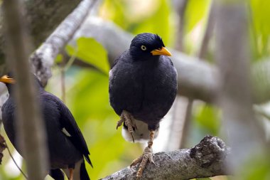 Javan Myna, Acridotheres Javanicus, bir dalda