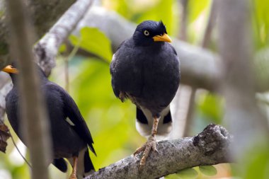 Javan Myna, Acridotheres Javanicus, bir dalda