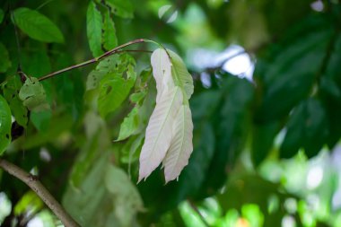 Saraca ağacının taze yaprakları, Saraca thaipingensis