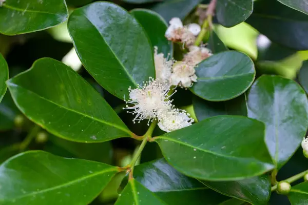 Άνθη Του Φυτού Cattley Guava Psidium Cattleianum — Φωτογραφία Αρχείου