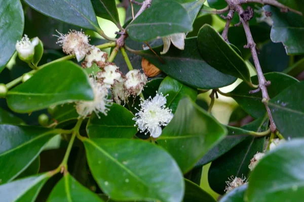 キャットリーガバの木の花 シディウム牛 — ストック写真