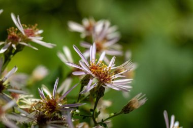 Bigleaf aster çiçekleri, Eurybia makrophylla 