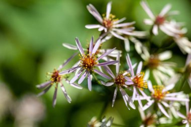 Bigleaf aster çiçekleri, Eurybia makrophylla 