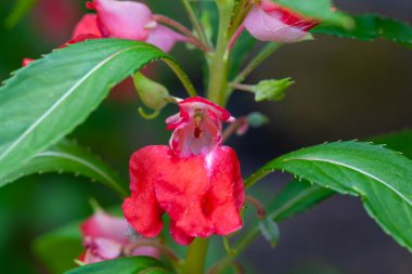 Gül balsamı çiçeği, Impatiens balsamina 